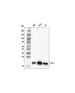 Cell Signaling Dj-1 (D29e5) Xp Rabbit mAb (Hrp Conjugate)