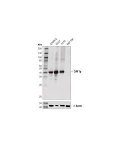 Cell Signaling Orf1p (D3w9o) Rabbit mAb