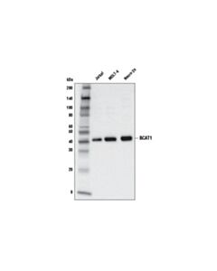Cell Signaling Bcat1 (D6d4k) Rabbit mAb
