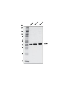 Cell Signaling BCAT1 (D6D4K) Rabbit mAb 20 uL