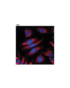 Cell Signaling Anti-Rabbit Igg (H+L), F(Ab) 2 Fragment (Alexa Fluor 594 Conjugate)
