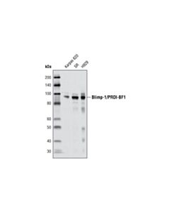 Cell Signaling Blimp-1/Prdi-Bf1 (C14a4) Rabbit mAb (BSA And Azide Free)
