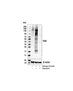 Cell Signaling Poly/Mono-ADP Ribose (D9P7Z) Rabbit mAb 20 uL