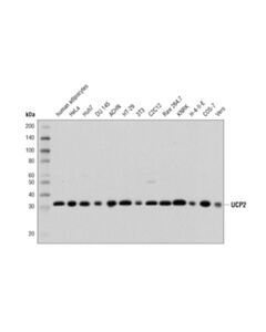 Cell Signaling UCP2 (D1O5V) Rabbit mAb 20 uL