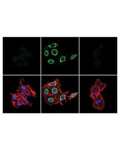 Cell Signaling Bax (2d2) Mouse mAb