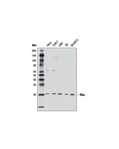 Cell Signaling Ras (D2C1) Rabbit mAb 20 uL