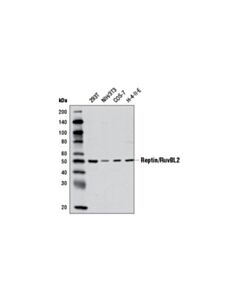 Cell Signaling Reptin/Ruvbl2 Antibody