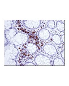 Cell Signaling Icos (D1k2t) Rabbit mAb (Ihc Specific)