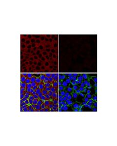Cell Signaling Tbk1/Nak (E8i3g) Rabbit mAb (Alexa Fluor® 555 Conjugate)