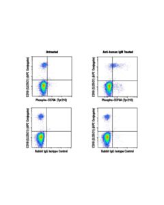 Cell Signaling Phospho-Cd79a (Tyr210) (E8e9z) Rabbit mAb