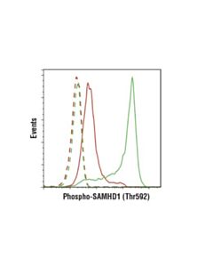 Cell Signaling Phospho-Samhd1 (Thr592) (D7o2m) Rabbit mAb