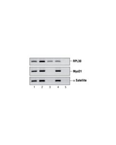 Cell Signaling Simplechip Enzymatic Chromatin Ip Kit (Magnetic Beads)