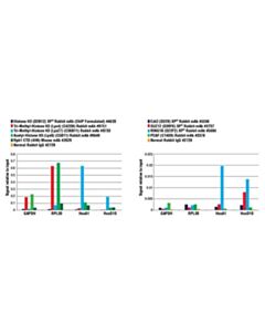 Cell Signaling Simplechip Plus Enzymatic Chromatin Ip Kit (Magnetic Beads)