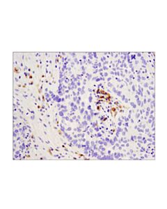 Cell Signaling Cd19 (Intracellular Domain) (D4v4b) Xp Rabbit mAb