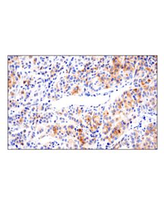 Cell Signaling 4-1bbl/Cd137l/Tnfsf9 (E8w3p) Rabbit mAb