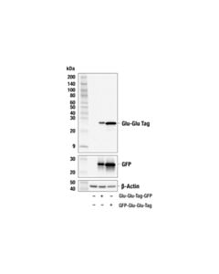 Cell Signaling Glu-Glu Tag (F7J1B) Mouse mAb 20 µl