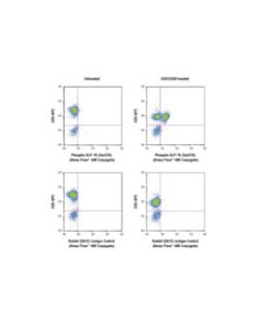 Cell Signaling Phospho-Slp-76 (Ser376) (D7s1k) Rabbit mAb (Alexa Fluor 488 Conjugate)
