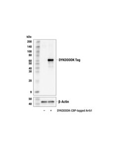 Cell Signaling Dykddddk Tag (9a3) Mouse mAb (Binds To Same Epitope As Sigma-Aldrich Anti-Flag M2 Antibody) (Hrp Conjugate)