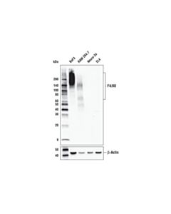 Cell Signaling F4/80 (D4c8v) Xp ® Rabbit mAb (BSA And Azide Free)