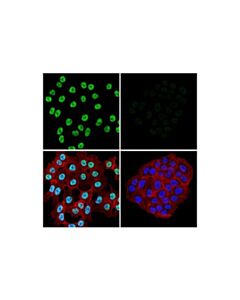 Cell Signaling Nono Antibody