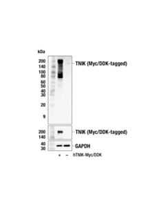 Cell Signaling TNIK (F7V3J) Rabbit mAb 100 µl