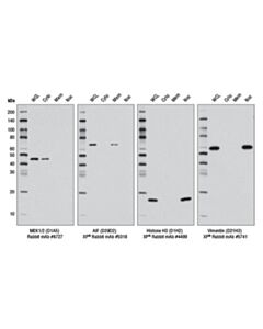 Cell Signaling Cell Fractionation Kit