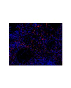 Cell Signaling Cd163 (D6u1j) Rabbit mAb (Alexa Fluor ® 555 Conjugate)