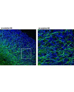 Cell Signaling Mag (D4g3) Xp Rabbit mAb