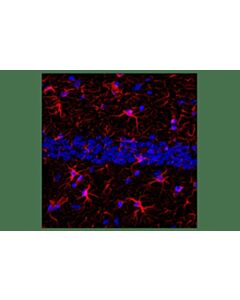 Cell Signaling Goat Anti-Mouse IgG2a, Fc gamma Specific Antibody (Alexa Fluor® 594 Conjugate); 500 µg
