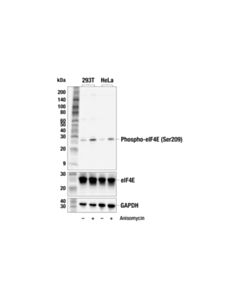 Cell Signaling Phospho-eIF4E (Ser209) (F4E5N) Rabbit mAb 20 uL
