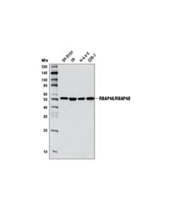 Cell Signaling Rbap46/Rbap48 (D4f8) Rabbit mAb