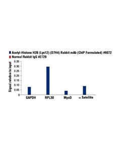 Cell Signaling Acetyl-Histone H2b (Lys12) (D7h4) Rabbit mAb (Chip Formulated)