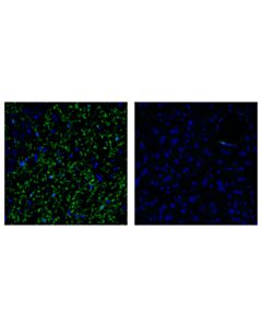 Cell Signaling Tmem119 (E3e1o) Rabbit mAb