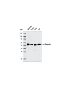 Cell Signaling Alpha-Tubulin (11h10) Rabbit mAb (Hrp Conjugate)