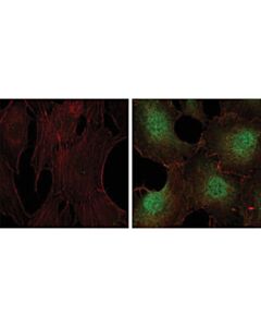 Cell Signaling Phospho-P44/42 Mapk (Erk1/2) (Thr202/Tyr204) Antibody