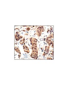 Cell Signaling P44/42 Mapk (Erk1/2) Antibody