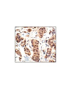 Cell Signaling P44/42 Mapk (Erk1/2) Antibody