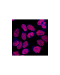 Cell Signaling Creb (86b10) Mouse mAb