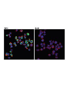 Cell Signaling Trem2 (D8i4c) Rabbit mAb