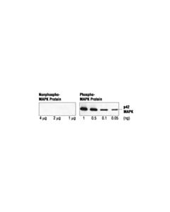 Cell Signaling Phospho-p44/42 MAPK (Erk1/2) (Thr202/Tyr204) (E10) Mouse mAb 20 uL