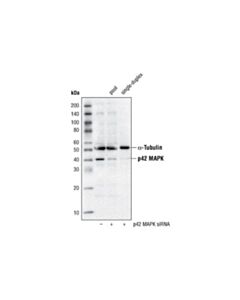 Cell Signaling P42 Map Kinase (Erk2) Antibody