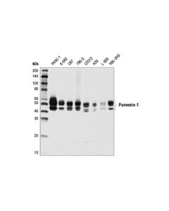 Cell Signaling Pannexin-1 (D9M1C) Rabbit mAb 20 uL