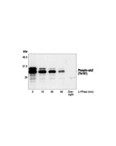 Cell Signaling Phospho-Cdc2 (Thr161) Antibody
