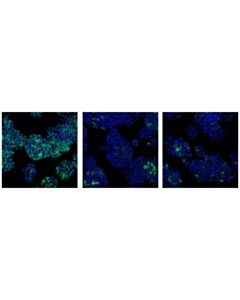 Cell Signaling Cdc2 (Poh1) Mouse mAb