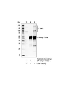 Cell Signaling Cd96 Antibody