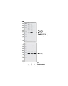 Cell Signaling Mek1/2 Antibody