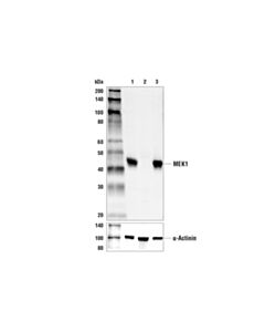 Cell Signaling Mek1 Antibody