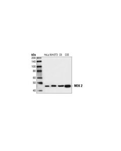 Cell Signaling Mek2 Antibody