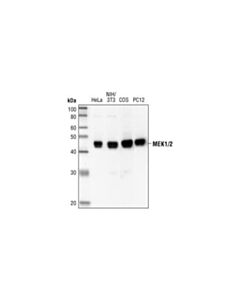 Cell Signaling Mek1/2 (47e6) Rabbit mAb