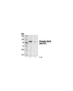 Cell Signaling Phospho-Stat3 (Ser727) (6e4) Mouse mAb